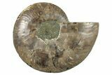 Cut & Polished Ammonite Fossil (Half) - Madagascar #267998-1